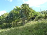 Residential lot For Sale in Tropical Sunshine Properties, Westmoreland Jamaica | [2]