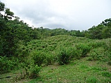 Commercial/farm land For Sale in Copse MtCeder Grove, Westmoreland Jamaica | [6]