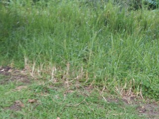 Residential lot For Sale in Padmore Red Hills, Kingston / St. Andrew, Jamaica