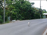 Residential lot For Sale in Negril, Westmoreland Jamaica | [4]
