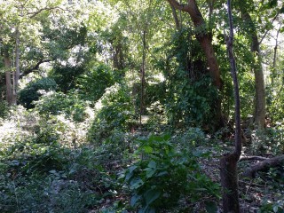 Land For Sale in Jackson Heights, St. Ann, Jamaica