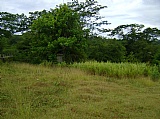 Commercial/farm land For Sale in Falmouth, Trelawny Jamaica | [6]