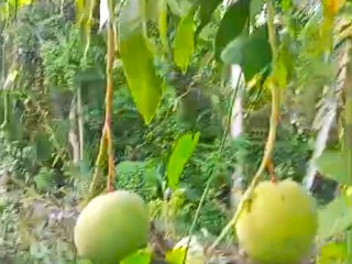 Land For Sale in Lot 525 Orchard Gardens, Hanover Jamaica | [5]