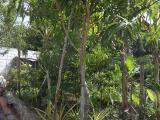 House For Sale in Spring Head, St. Mary Jamaica | [7]