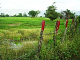 Commercial/farm land For Sale in Black River Area, St. Elizabeth Jamaica | [3]