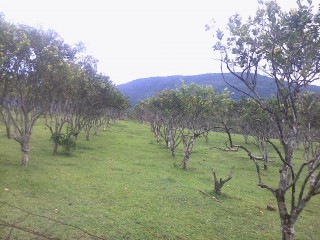 Commercial/farm land For Sale in Bog Walk, St. Catherine Jamaica | [2]