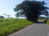 Commercial/farm land For Sale in Little London, Westmoreland Jamaica | [2]