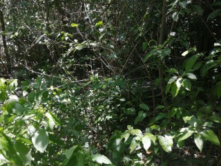 Commercial land For Sale in Spur Tree, Manchester Jamaica | [5]