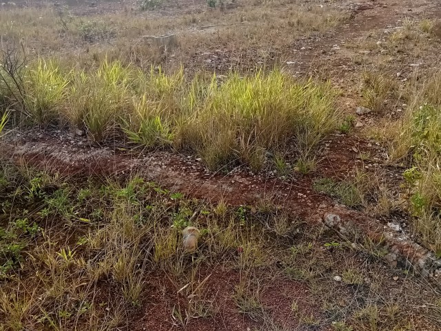 Residential lot For Sale in KnockPatrick, Manchester Jamaica | [3]