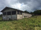 Commercial/farm land For Sale in Shettlewood, Hanover Jamaica | [3]