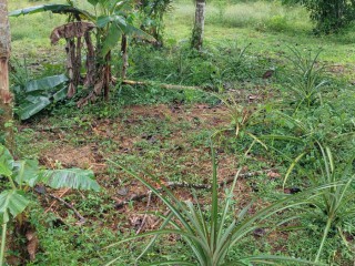Land For Sale – Bunkers, Trelawny, Jamaica