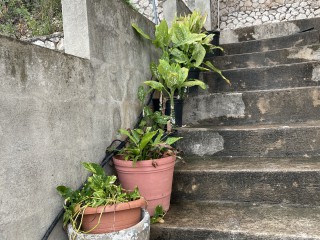 Apartment For Rent in Red Hills, Kingston / St. Andrew Jamaica | [13]