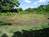 Commercial/farm land For Sale in Copse MtCeder Grove, Westmoreland Jamaica | [4]