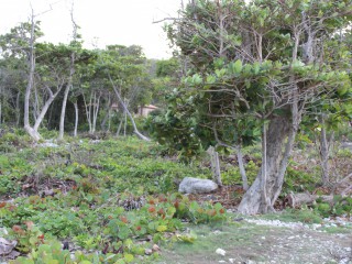 Resort/vacation property For Sale in Galina, St. Mary Jamaica | [8]