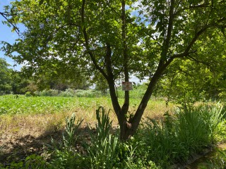 Residential lot For Sale in Bushy Park, St. Catherine, Jamaica