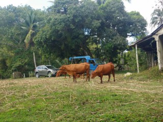 Commercial/farm land For Sale in PERU, Trelawny Jamaica | [3]