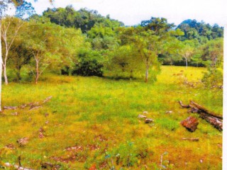 Land For Sale in Bunkers Hill, Trelawny, Jamaica