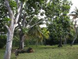 House For Sale in Ocho Rios, St. Ann Jamaica | [3]