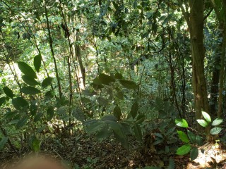 Land For Sale in Windsor castle, Portland, Jamaica