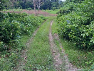 Land For Sale - Grange Hill, Portland, Jamaica