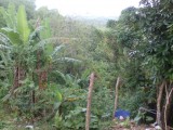 Commercial/farm land For Sale in Bethel Town, Westmoreland Jamaica | [2]
