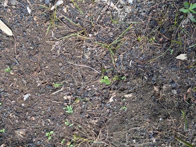 Residential lot For Sale in Islington, St. Mary Jamaica | [7]