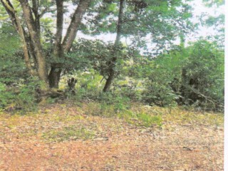 Residential lot For Sale in Elim District, St. Elizabeth, Jamaica